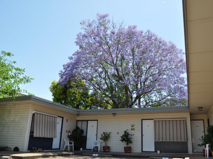 Red Cedar Motel Muswellbrook Exterior photo